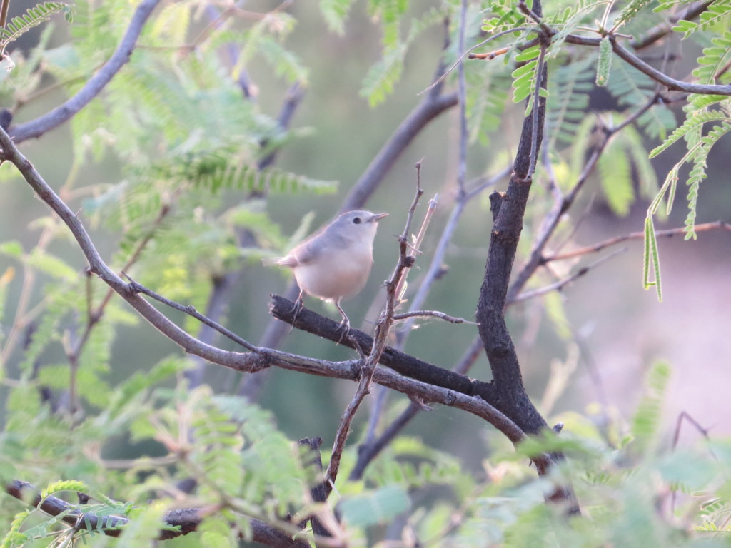 Lucy's Warbler