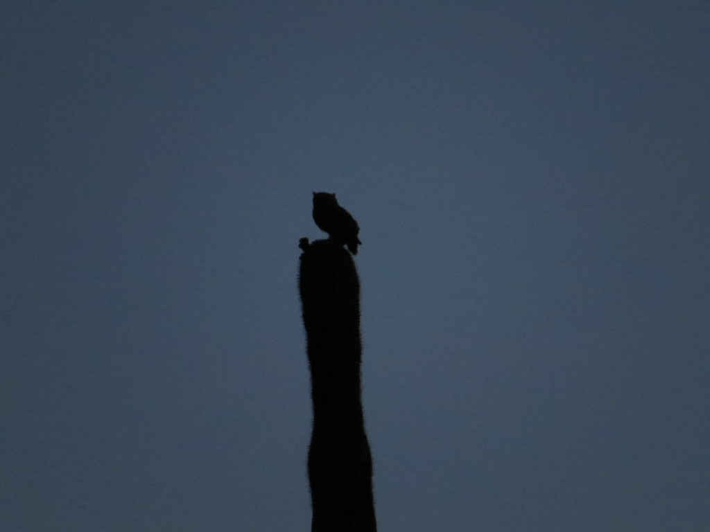 Great Horned Owl Cactus