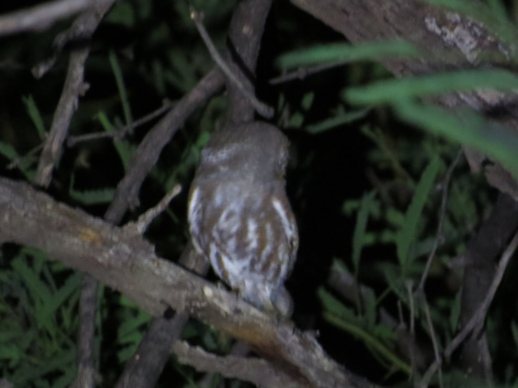 Elf Owl