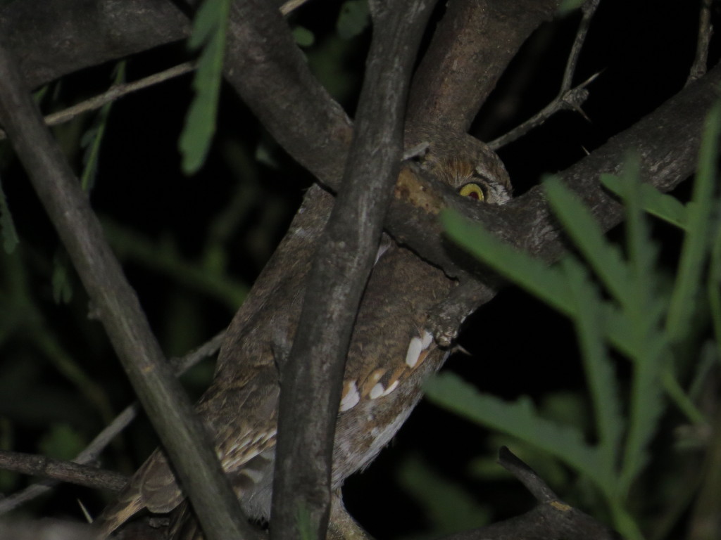 Elf Owl