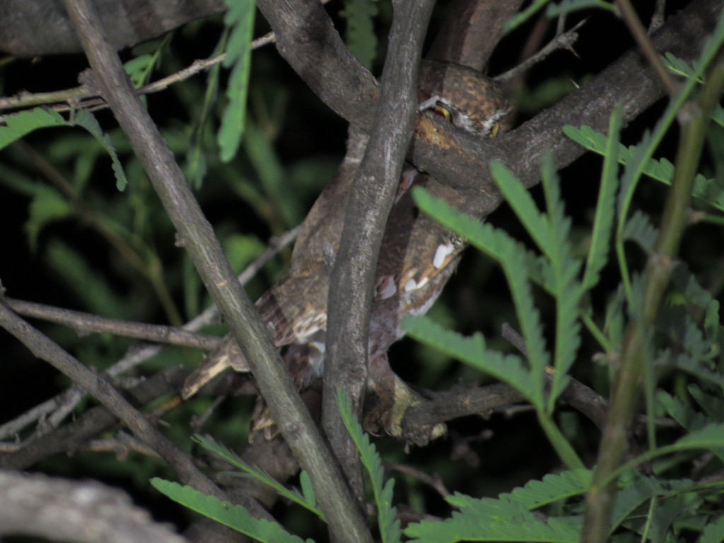 Elf Owl