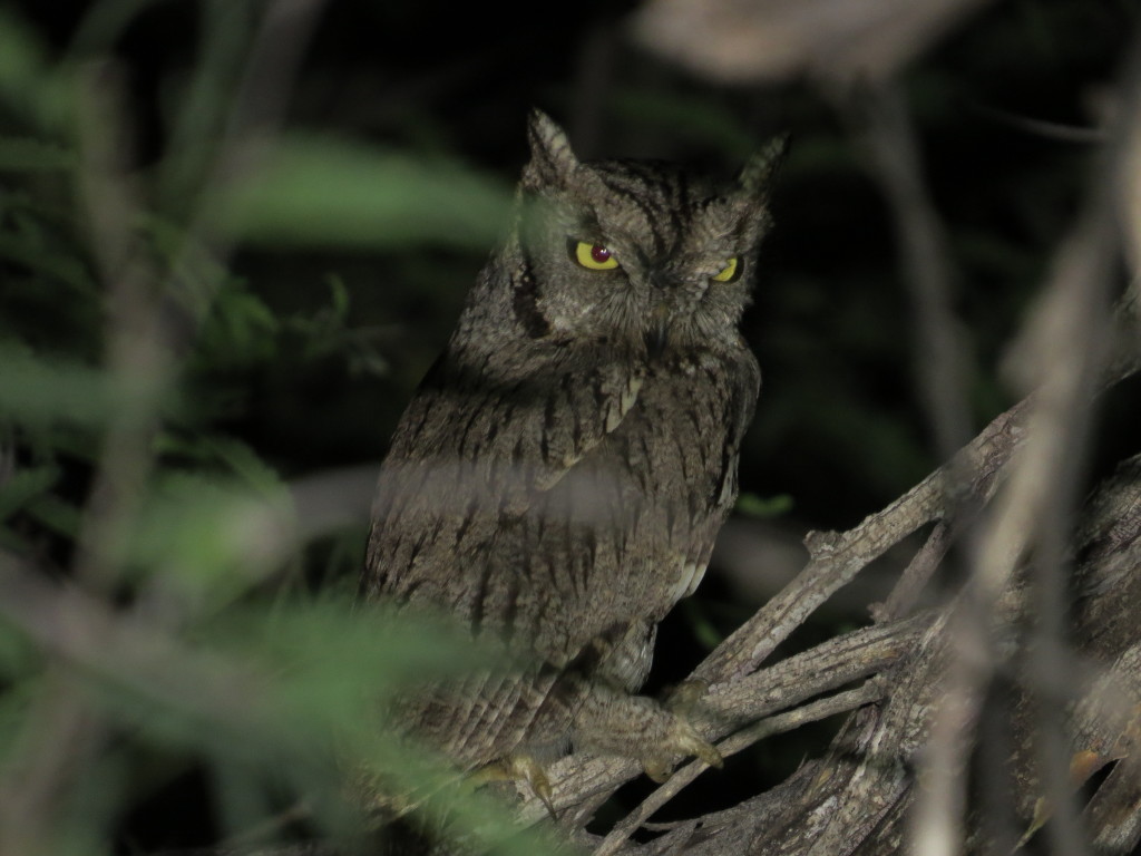 Western Screech-Owl