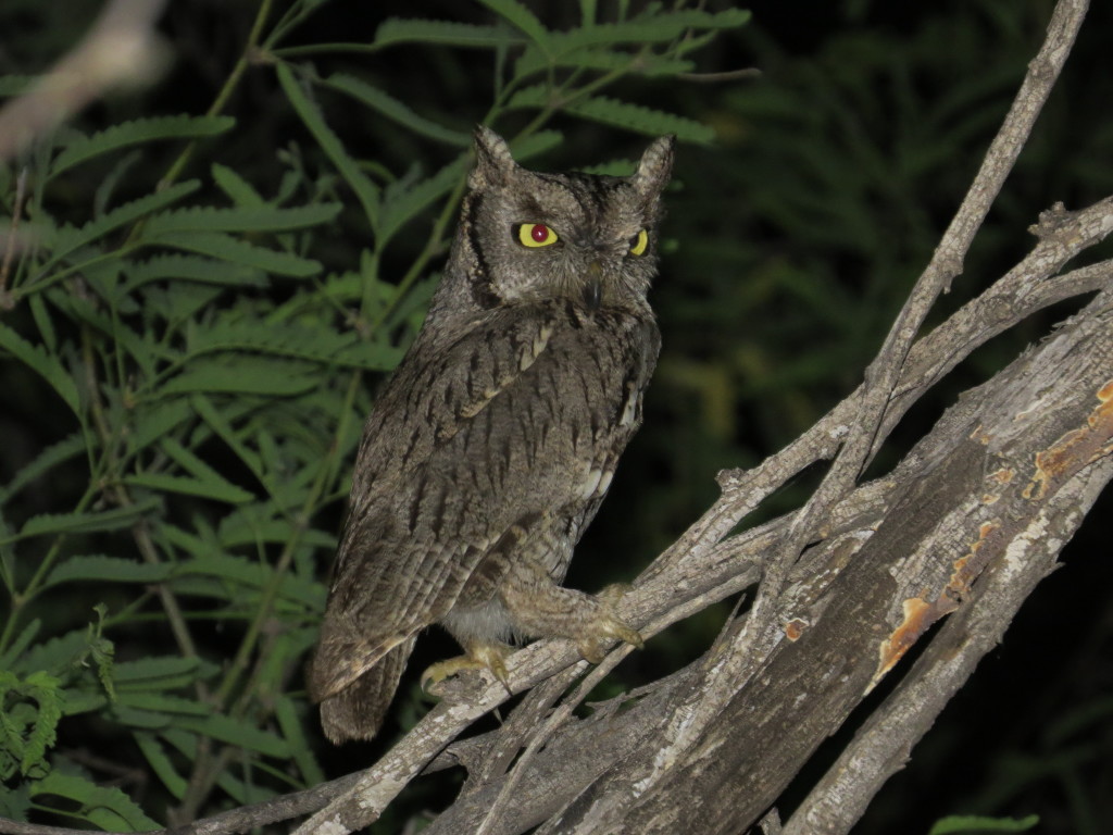 Western Screech-Owl