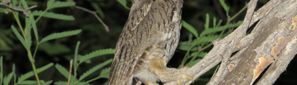 Western Screech-Owl