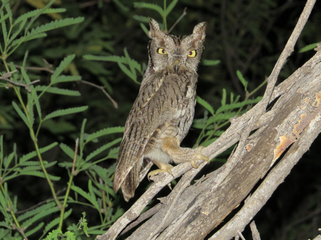 Western Screech-Owl