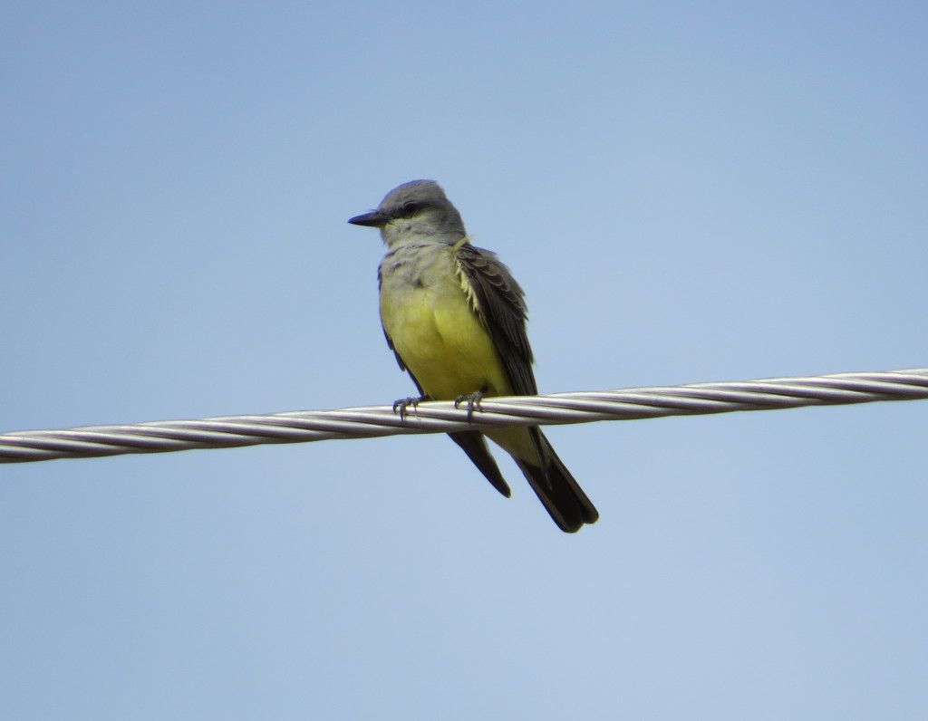 Western Kingbird