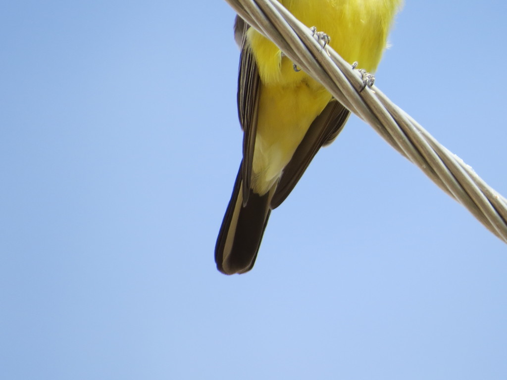 Western Kingbird