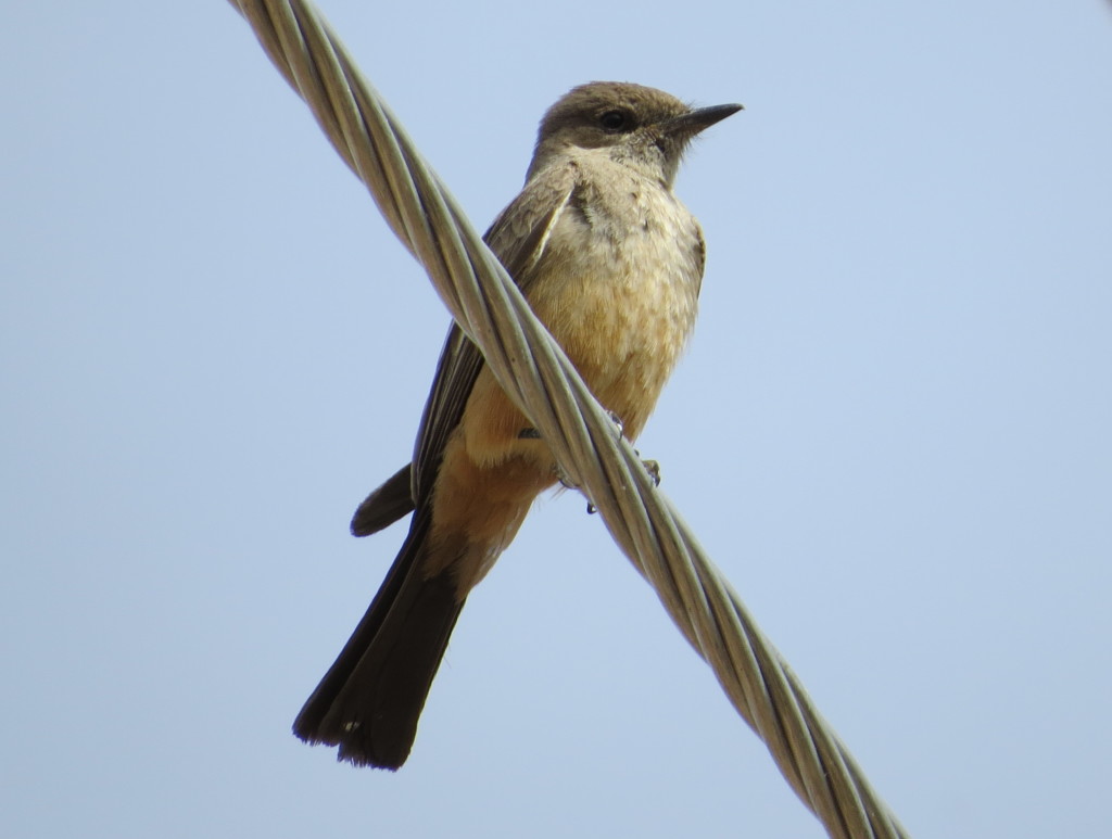 Say's Phoebe