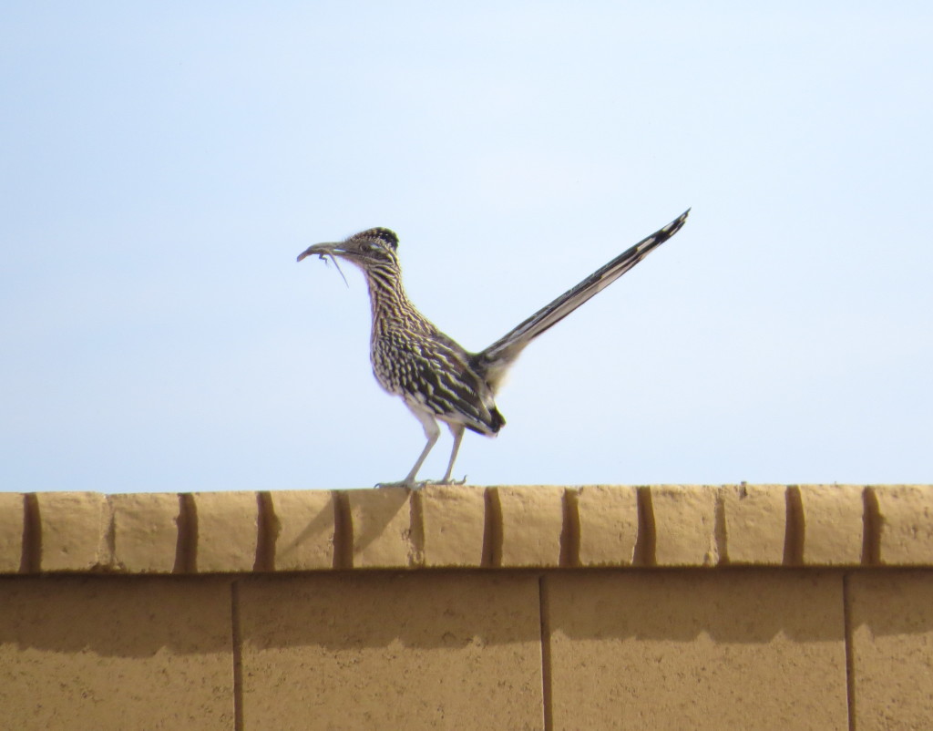 Greater Roadrunner