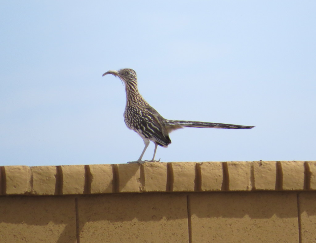 Greater Roadrunner