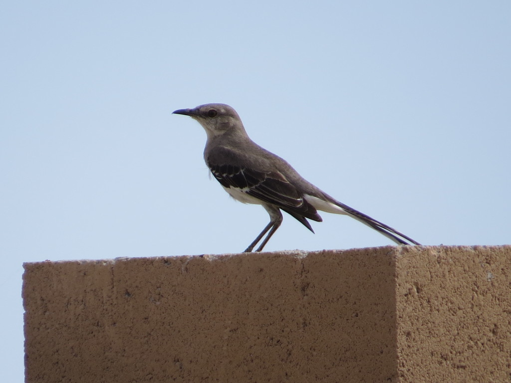 Northern Mockingbird