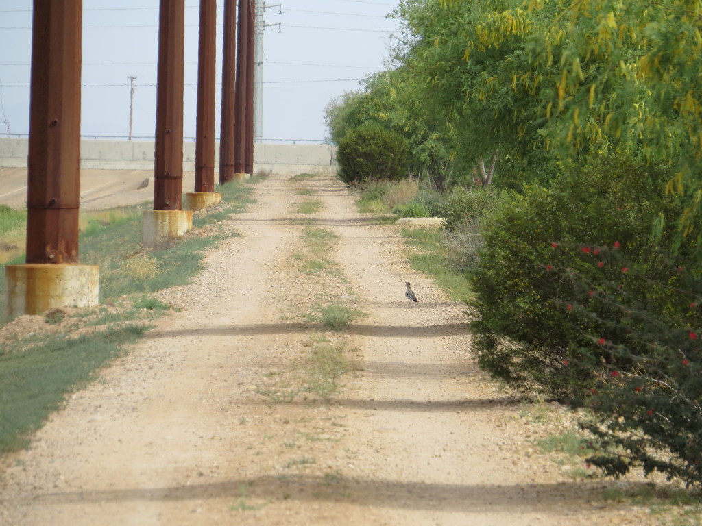 Greater Roadrunner