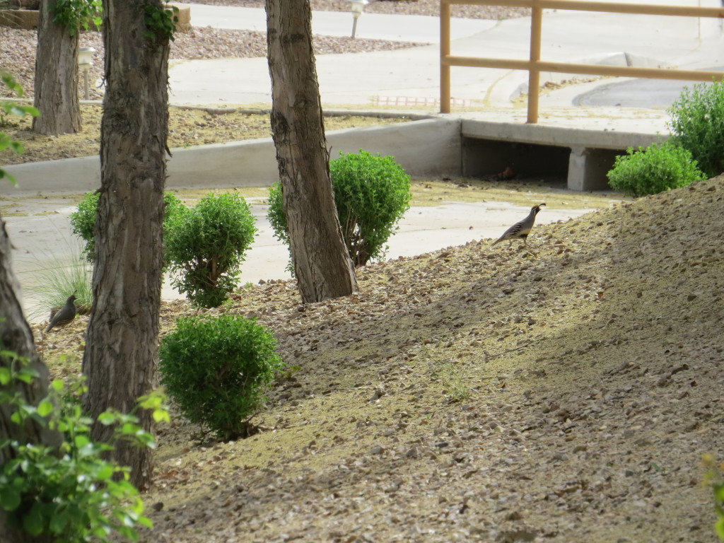 Gambel's Quail