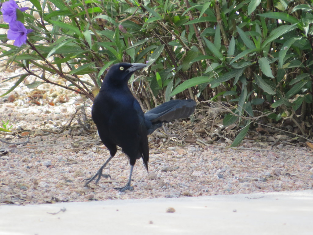 Great-tailed Grackle