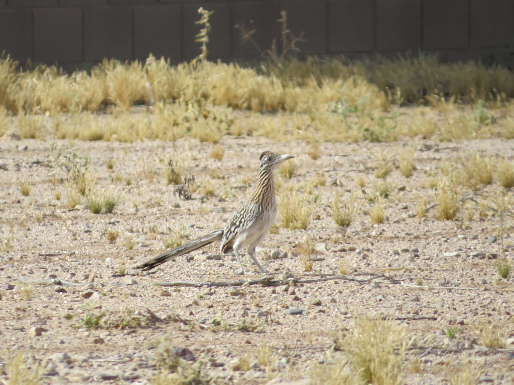 Greater Roadrunner