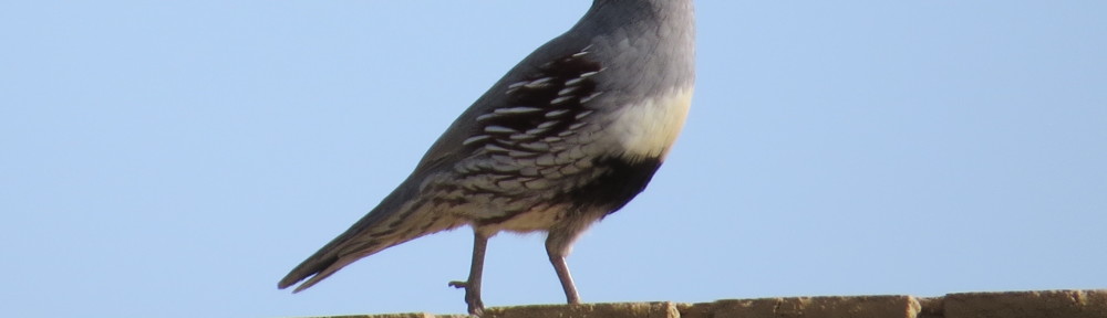 Gambel's Quail