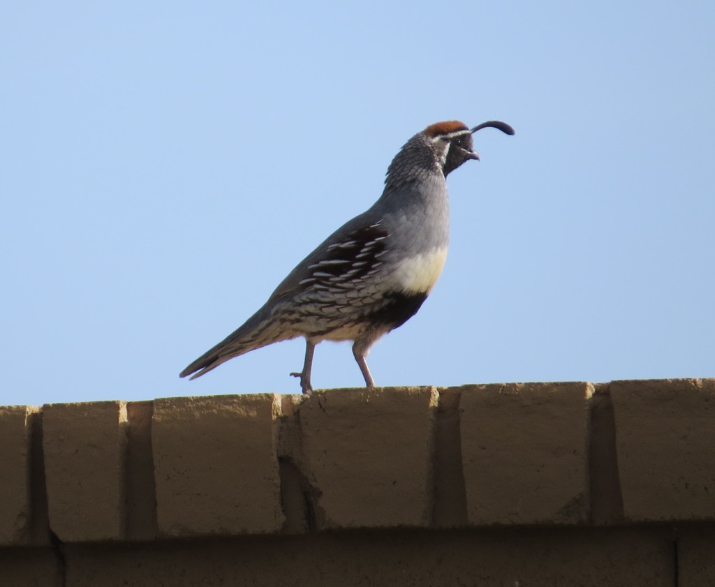 Gambel's Quail