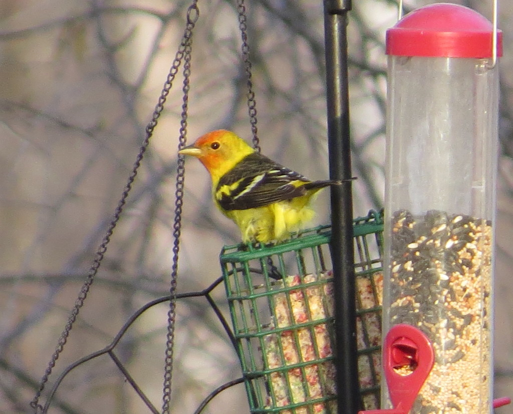 Western Tanager