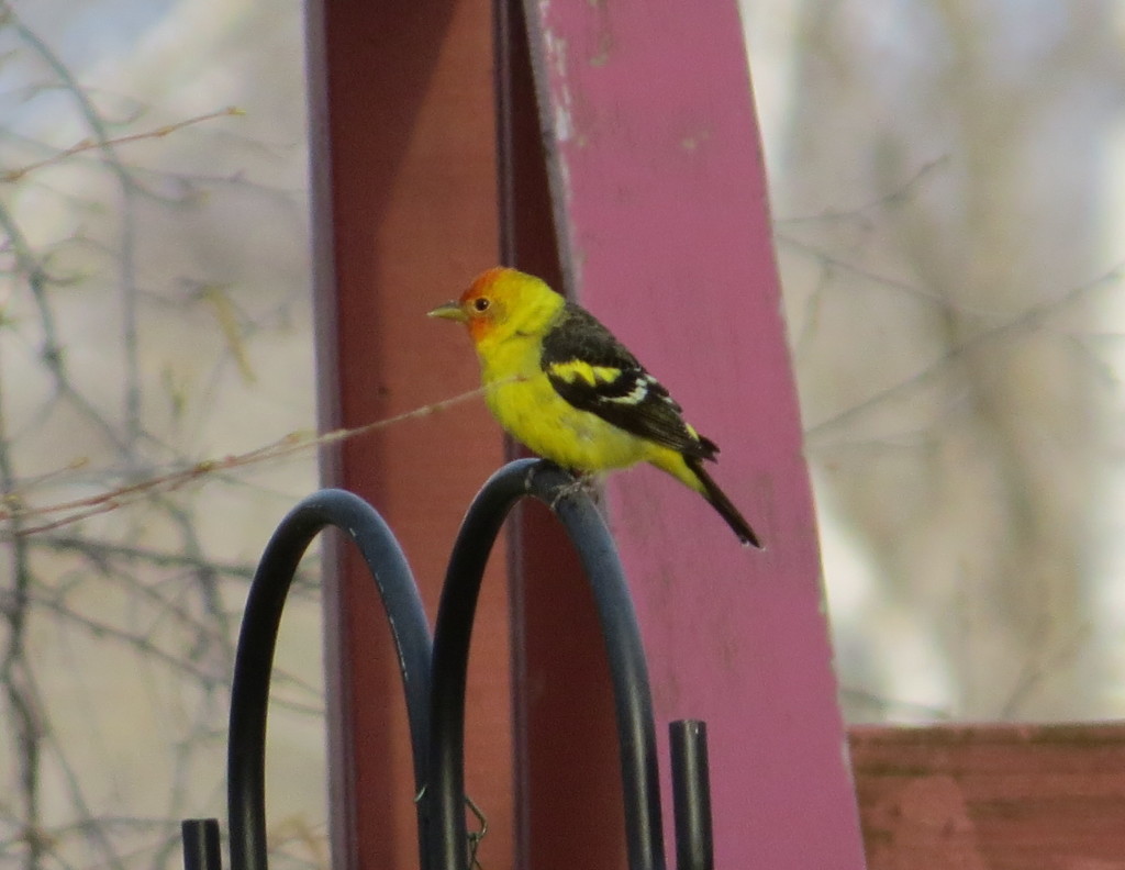 Western Tanager