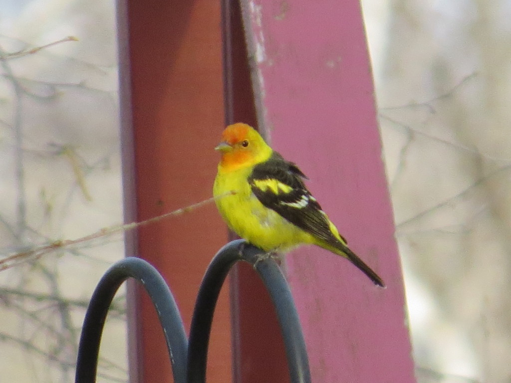 Western Tanager