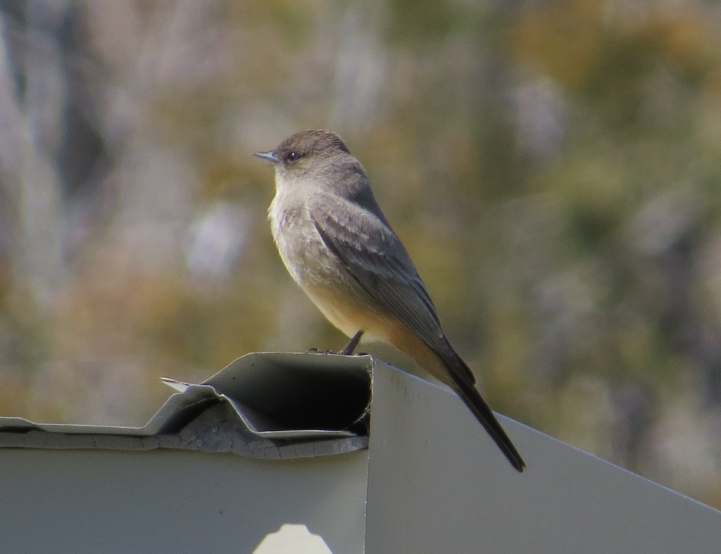 Say's Phoebe