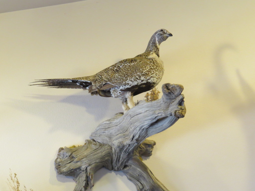 Sage Grouse Taxidermy