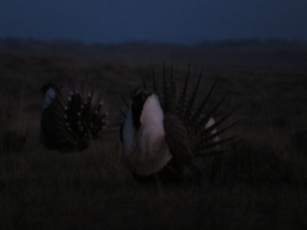 Greater Sage-Grouse