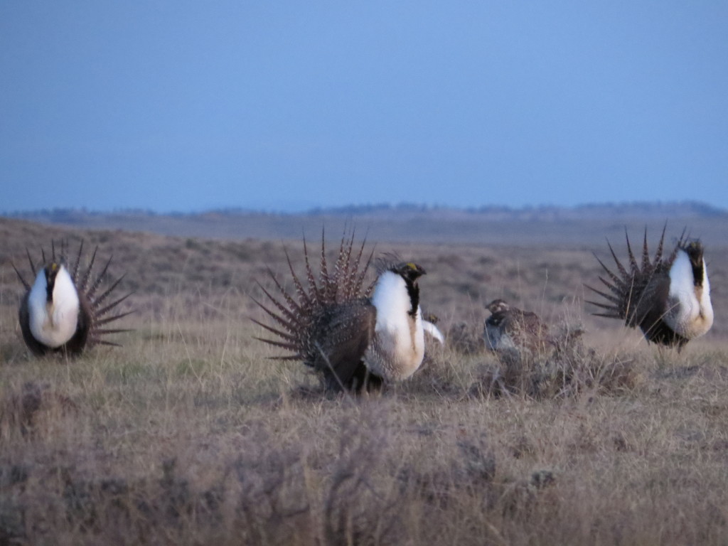 Greater Sage-Grouse