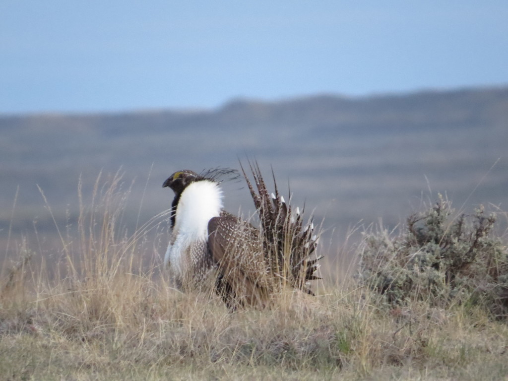 Greater Sage-Grouse