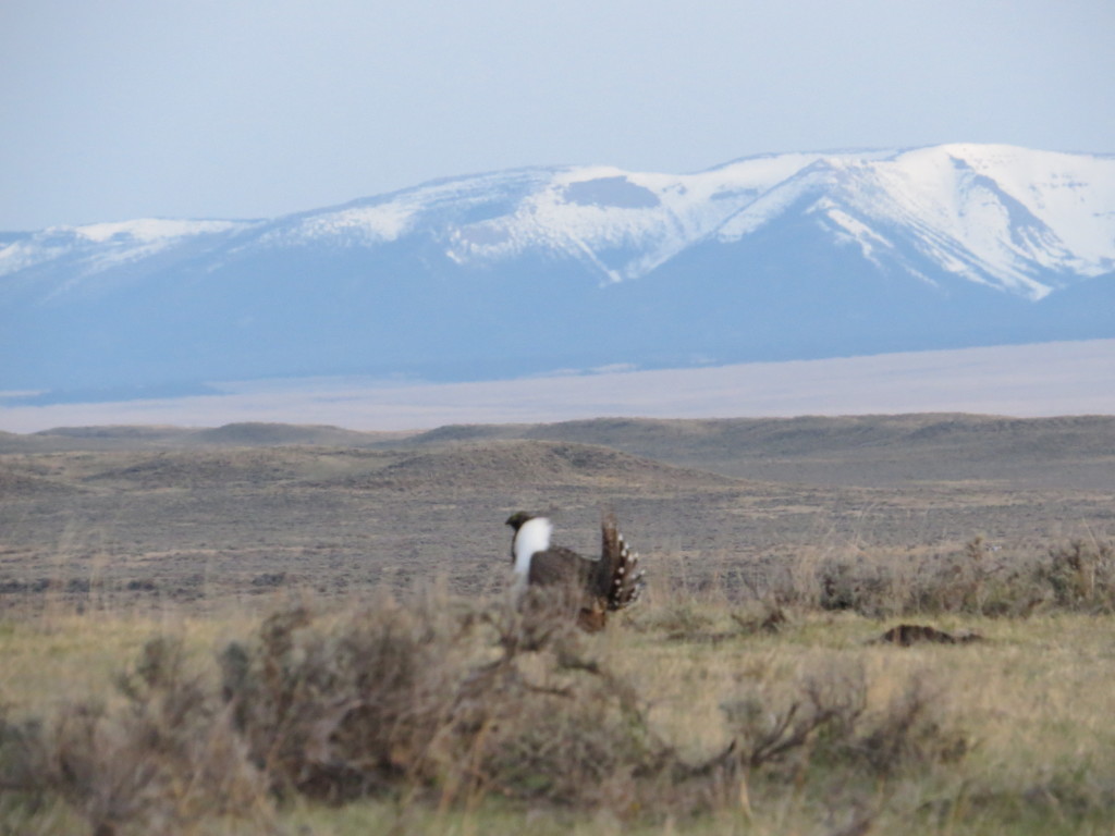 Greater Sage-Grouse