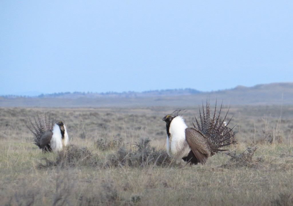 Greater Sage-Grouse