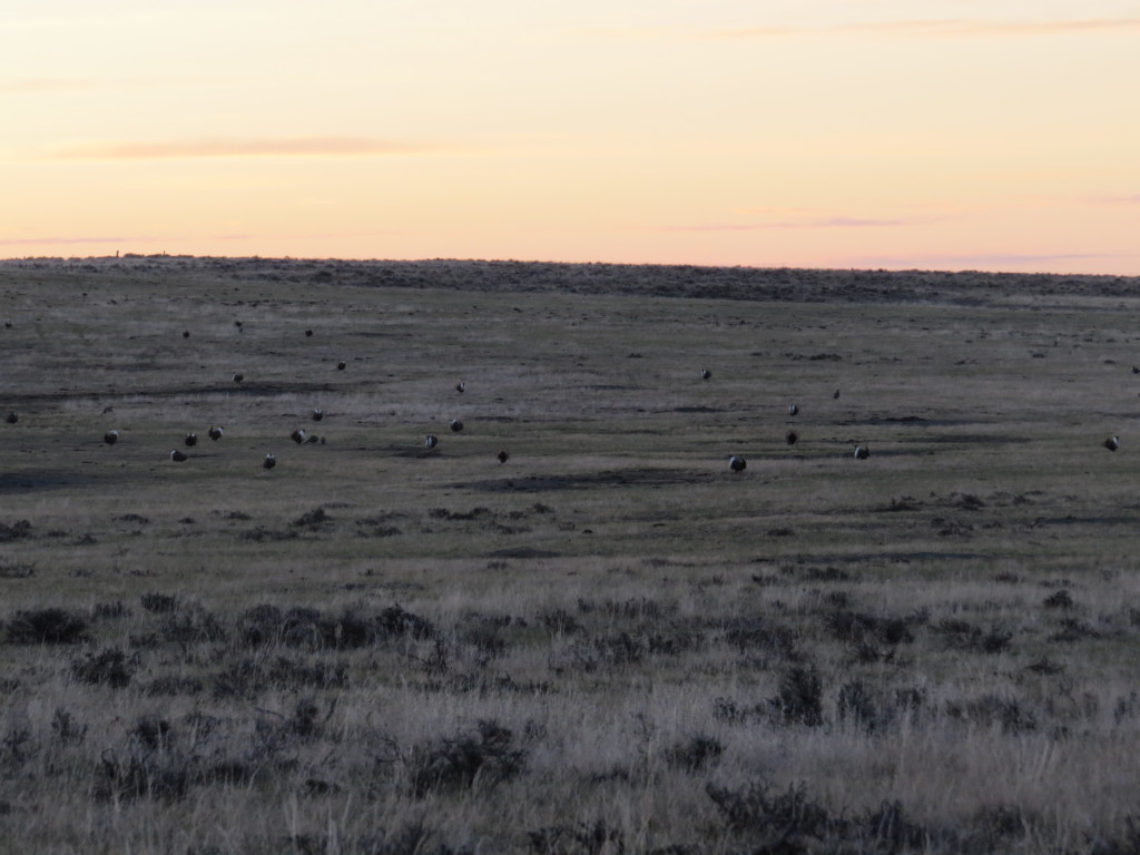 Greater Sage-Grouse