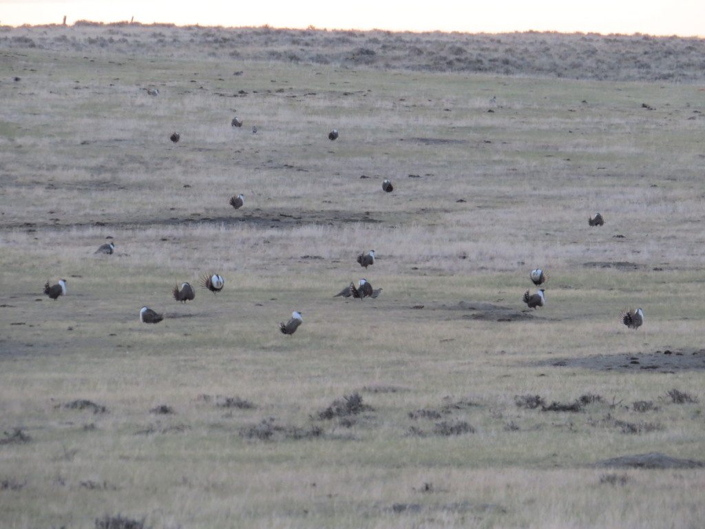 Greater Sage-Grouse lek