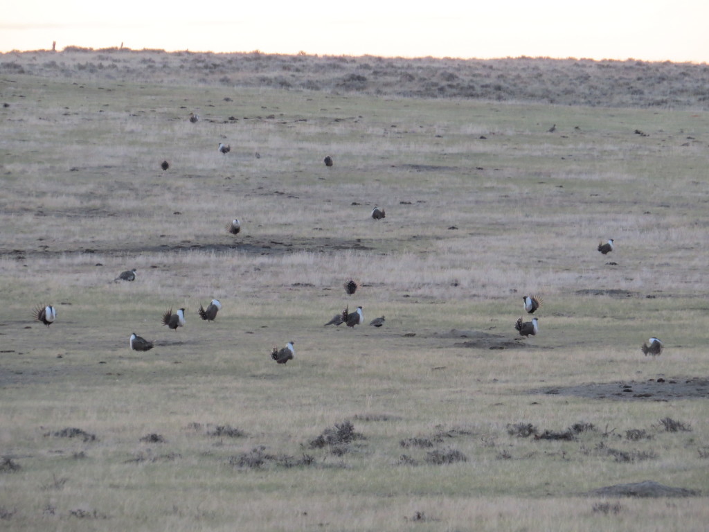 Greater Sage-Grouse lek