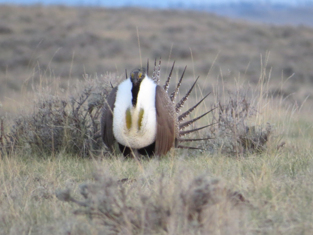 Greater Sage-Grouse