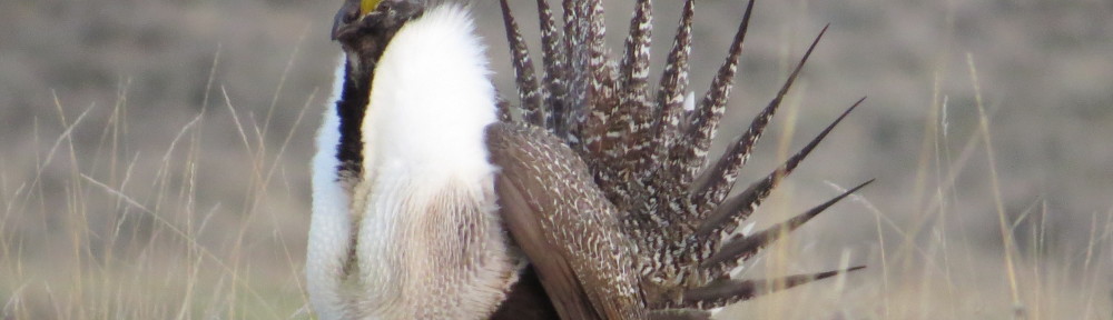 Greater Sage-Grouse