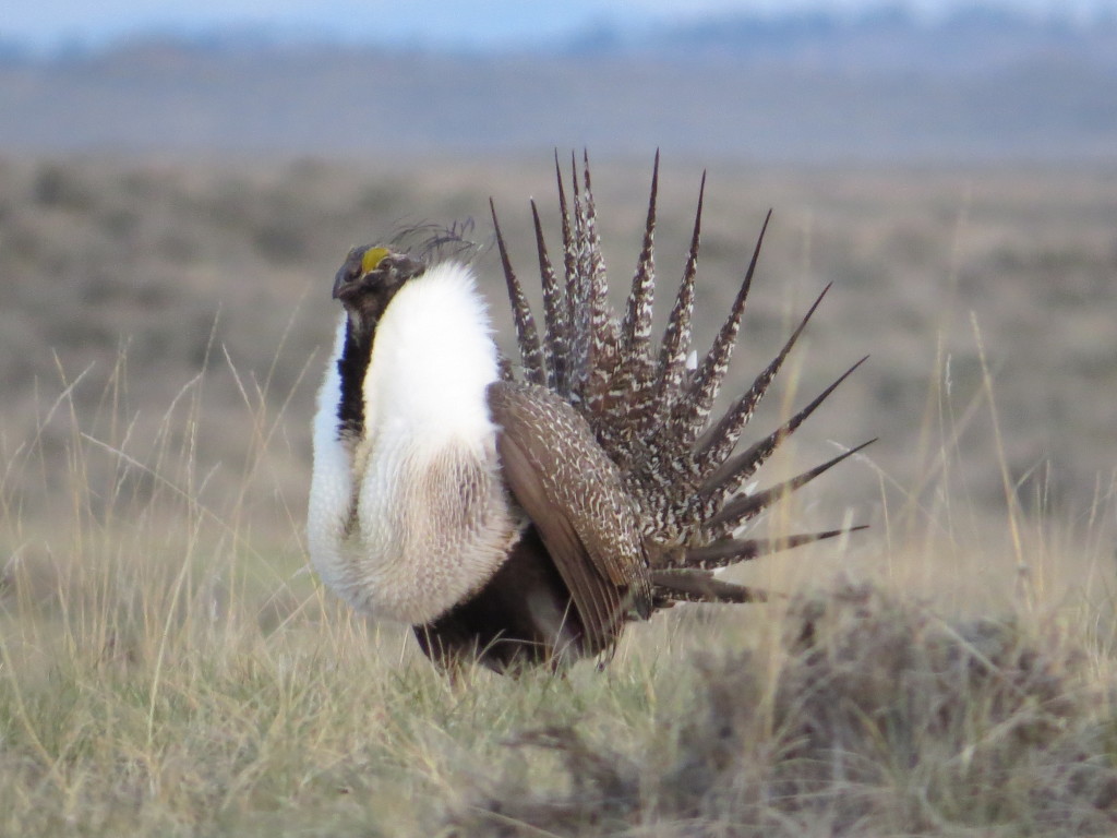 Greater Sage-Grouse