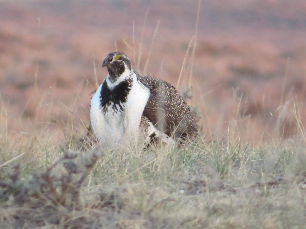 Greater Sage-Grouse