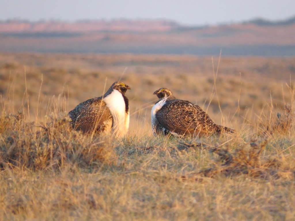 Greater Sage-Grouse