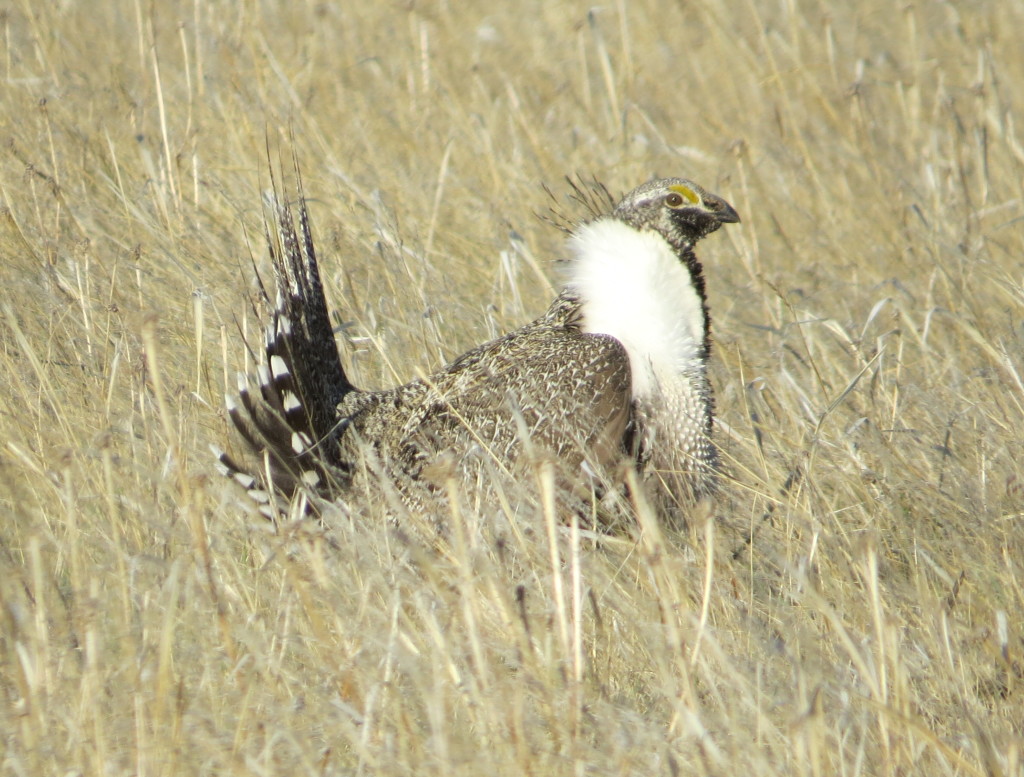 Greater Sage-Grouse