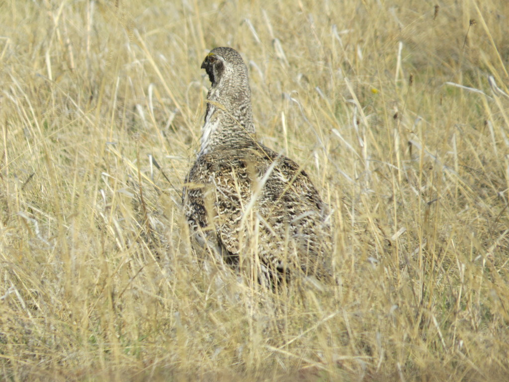 Greater Sage-Grouse