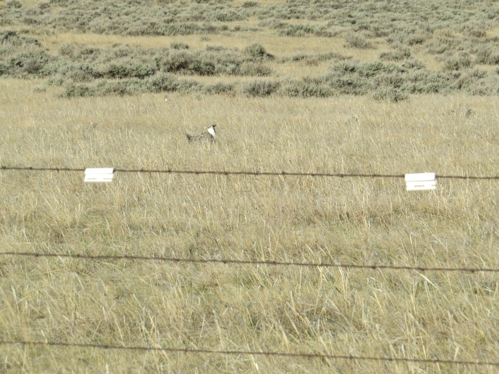 Fences in high-risk areas of Sage-Grouse habitat are marked to reduce collisions.