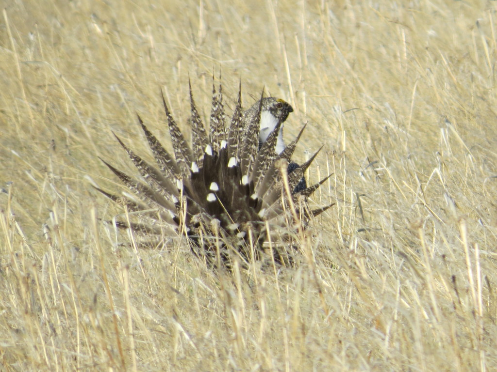 Greater Sage-Grouse