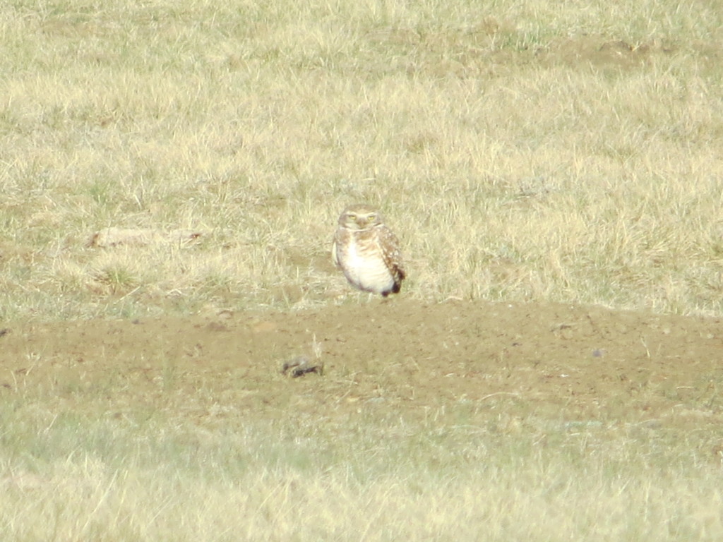 Burrowing Owl