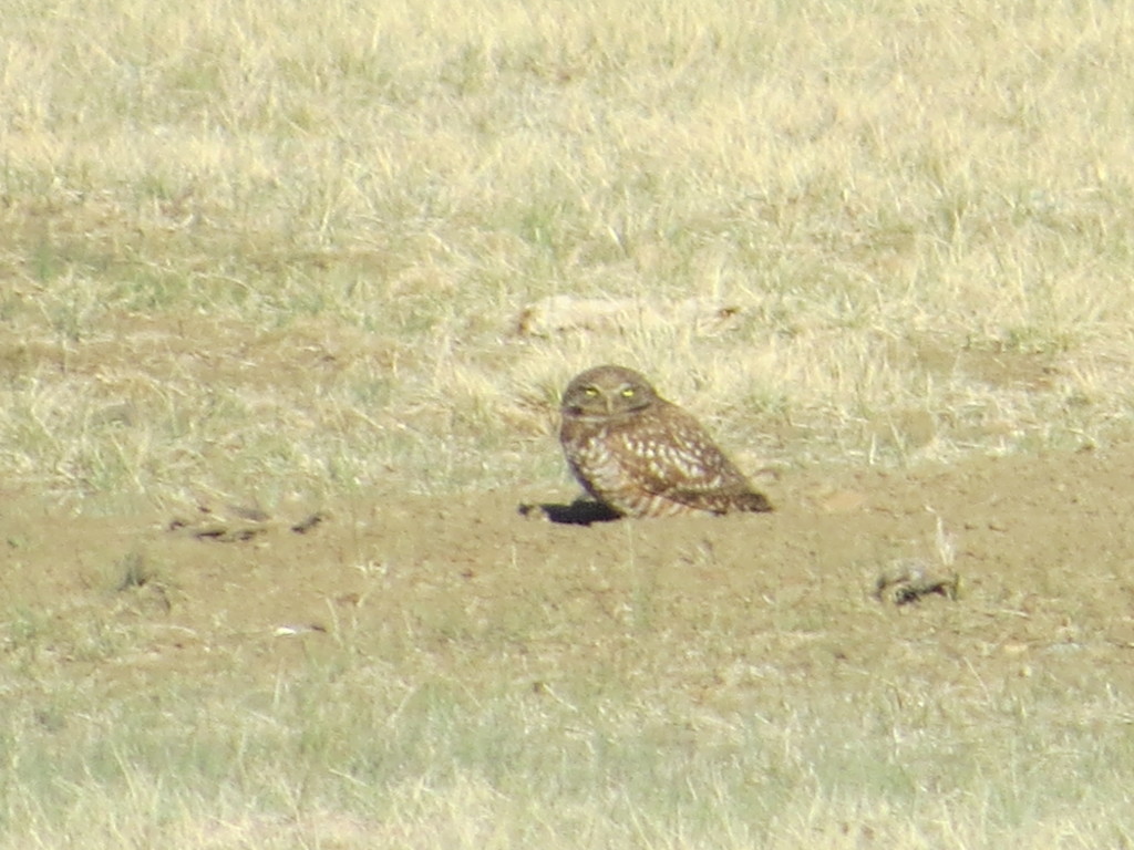 Burrowing Owl