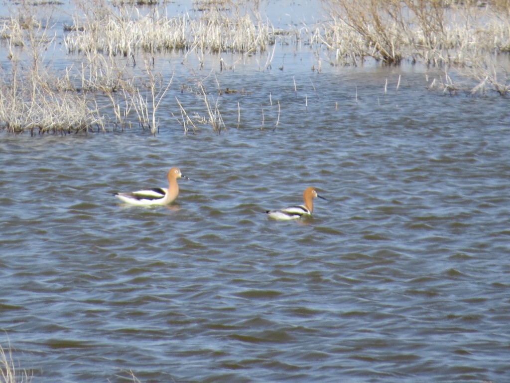 American Avocet