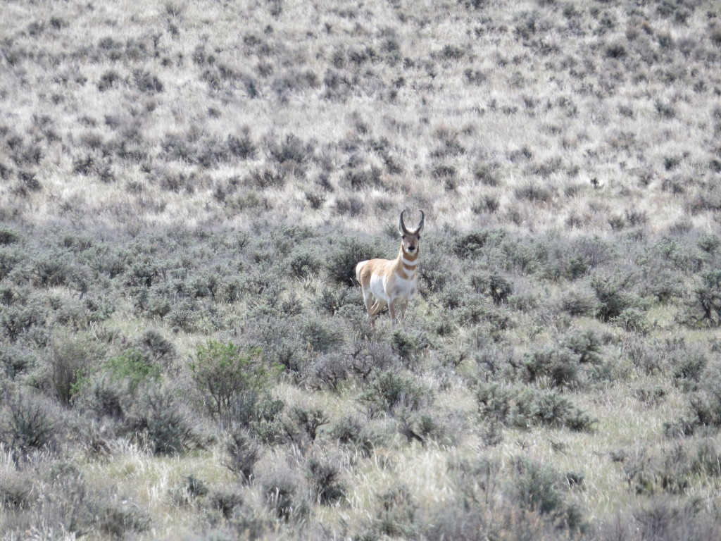 Antelope