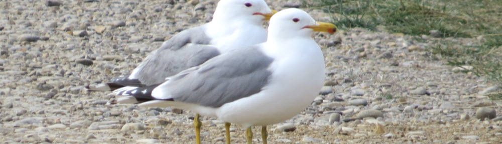 California Gull