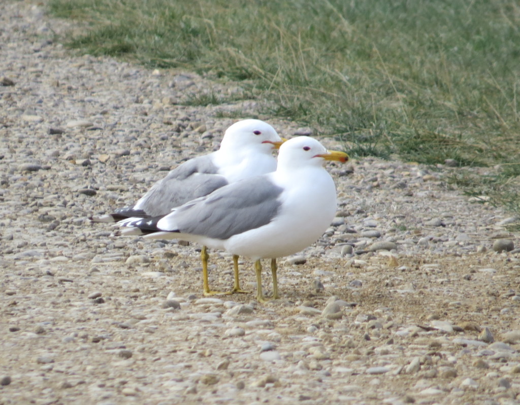 California Gull