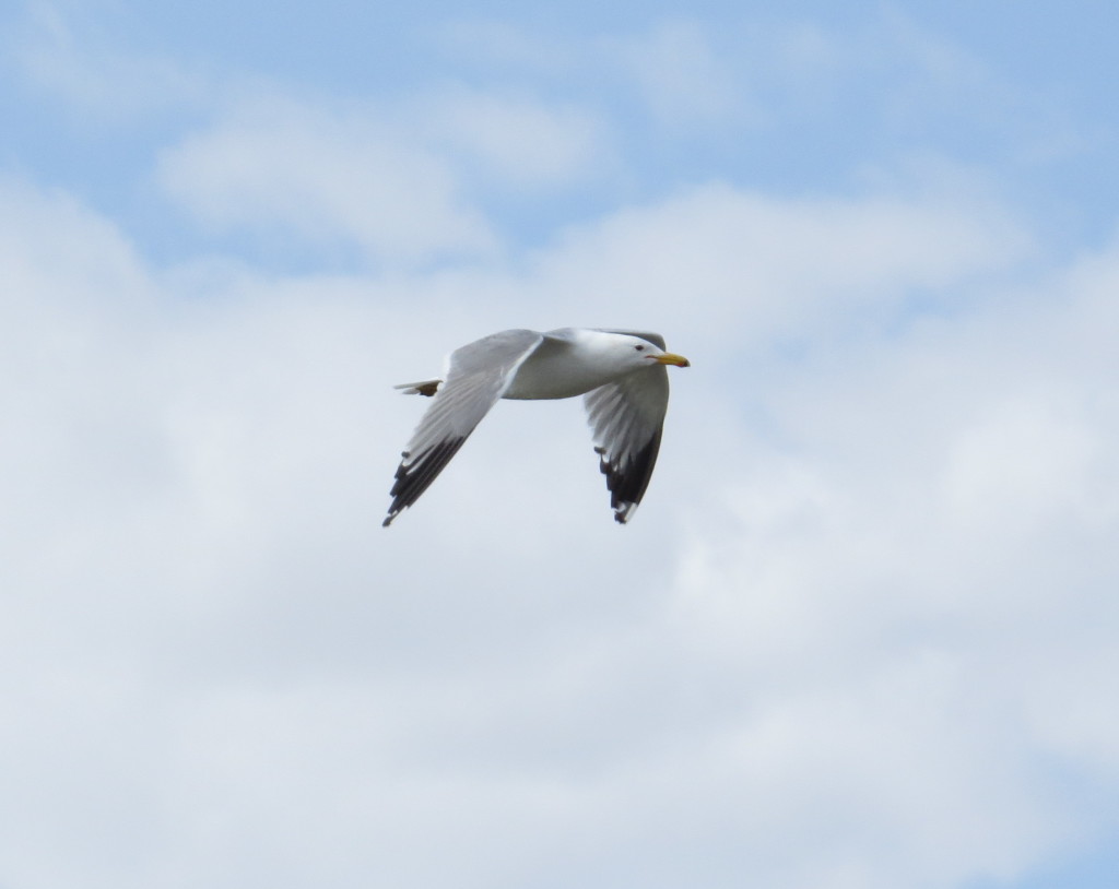 California Gull